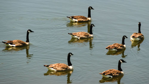 Ducks swimming in lake