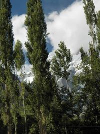 Low angle view of trees against sky