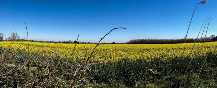 Scenic view of field against clear sky