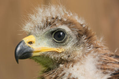 Close-up portrait of owl