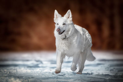 Dog walking on snow