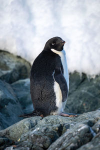 Adelie penguin stands on rock turning head