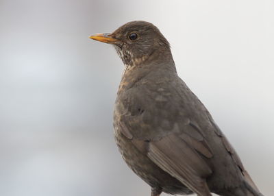 Close-up of a bird