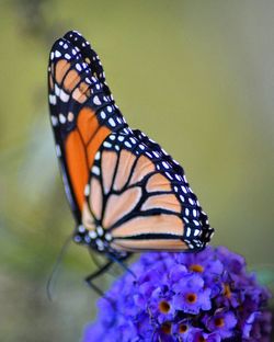 Close-up of butterfly pollinating on blue flower 