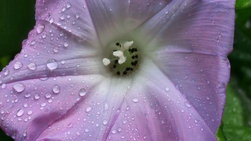 Close-up of wet purple flower