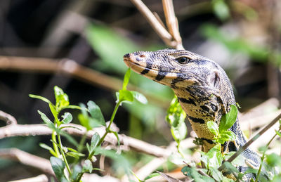 Close-up of a lizard