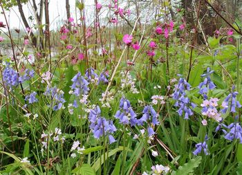 Purple flowers blooming outdoors