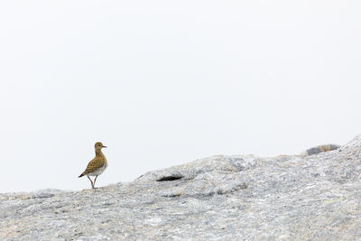 Bird perching on rock against clear sky