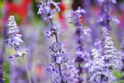 Close-up of purple flowering plants