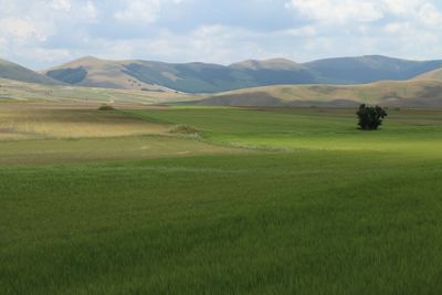 Scenic view of grassy field against sky