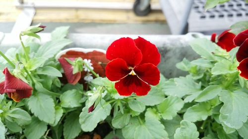 Close-up of red hibiscus blooming outdoors