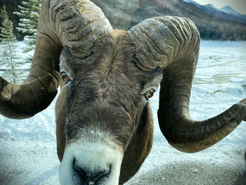 Close-up of elephant in water