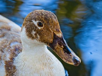Close-up of duck swimming in lake