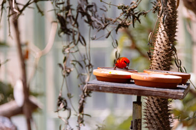 Close-up of bird perching on tree