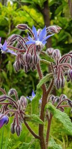 Close-up of wilted flowering plant