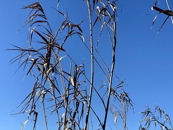 Low angle view of bare tree against clear blue sky