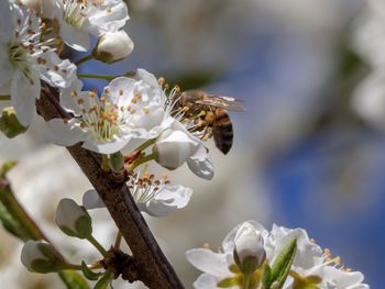 Close-up of insect on white cherry blossom