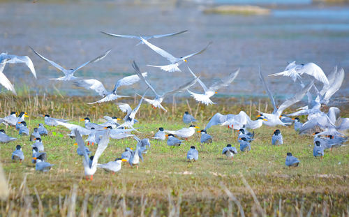 Flock of birds on field