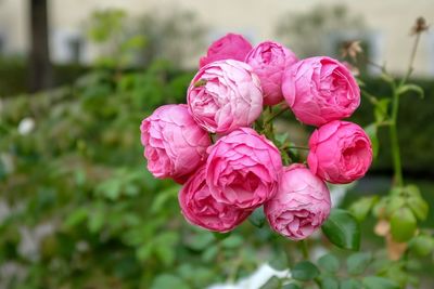 Close-up of pink flowering plant