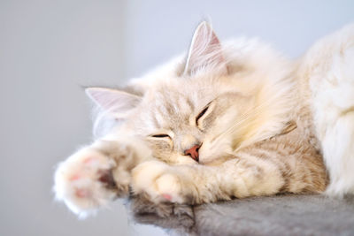 Close-up of cat sleeping