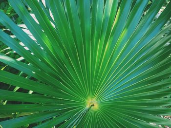 Full frame shot of green leaves