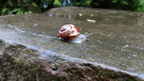 Close-up of snail