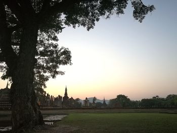 Trees in city at sunset