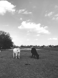 Horses grazing on landscape against sky