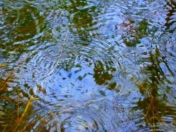 Reflection of trees in water