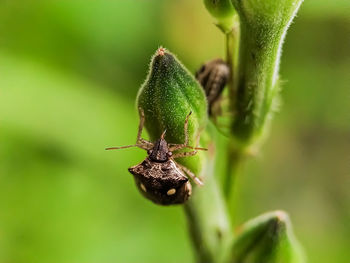 Close-up of spider on plant