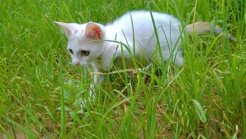 Cat in a field