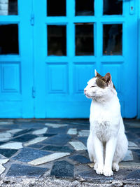 Cat looking away while sitting on door