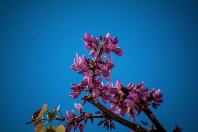 Low angle view of pink flowers against clear sky