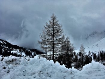 Snow covered trees against sky
