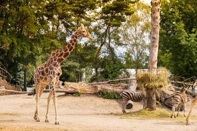 Giraffes on field