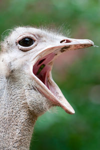 Close-up of ostrich chirping