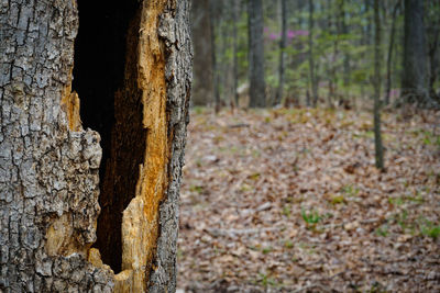 Close-up of tree trunk in forest