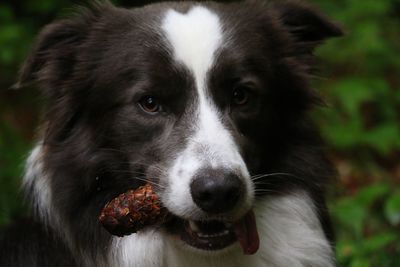 Close-up portrait of dog carrying pine cone in mouth