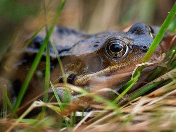 The common frog, also known as the european common frog, rana temporaria