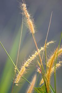 Close-up of grass on field