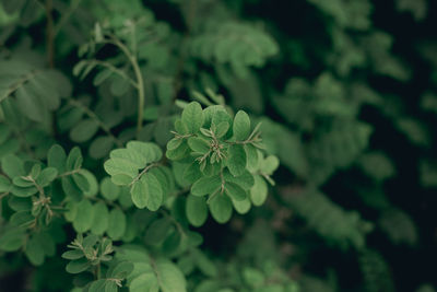 High angle view of flowering plant