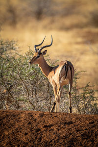 Male common impala stands on earth bank
