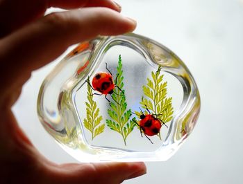 Cropped image of hand holding plant