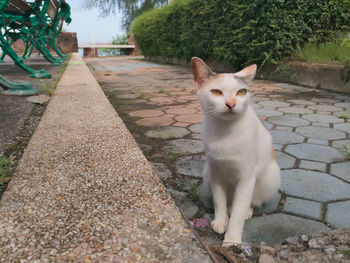 Close-up portrait of cat on retaining wall