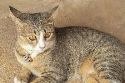 Close-up portrait of a cat