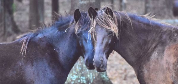 Side view of horses