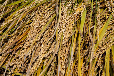 Full frame shot of rice paddy