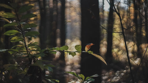 Bird perching on a tree