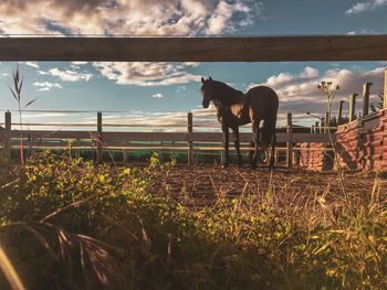 Brown horse on farm looking at horizon with sunset