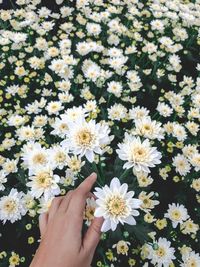 Midsection of person and white daisy flowers